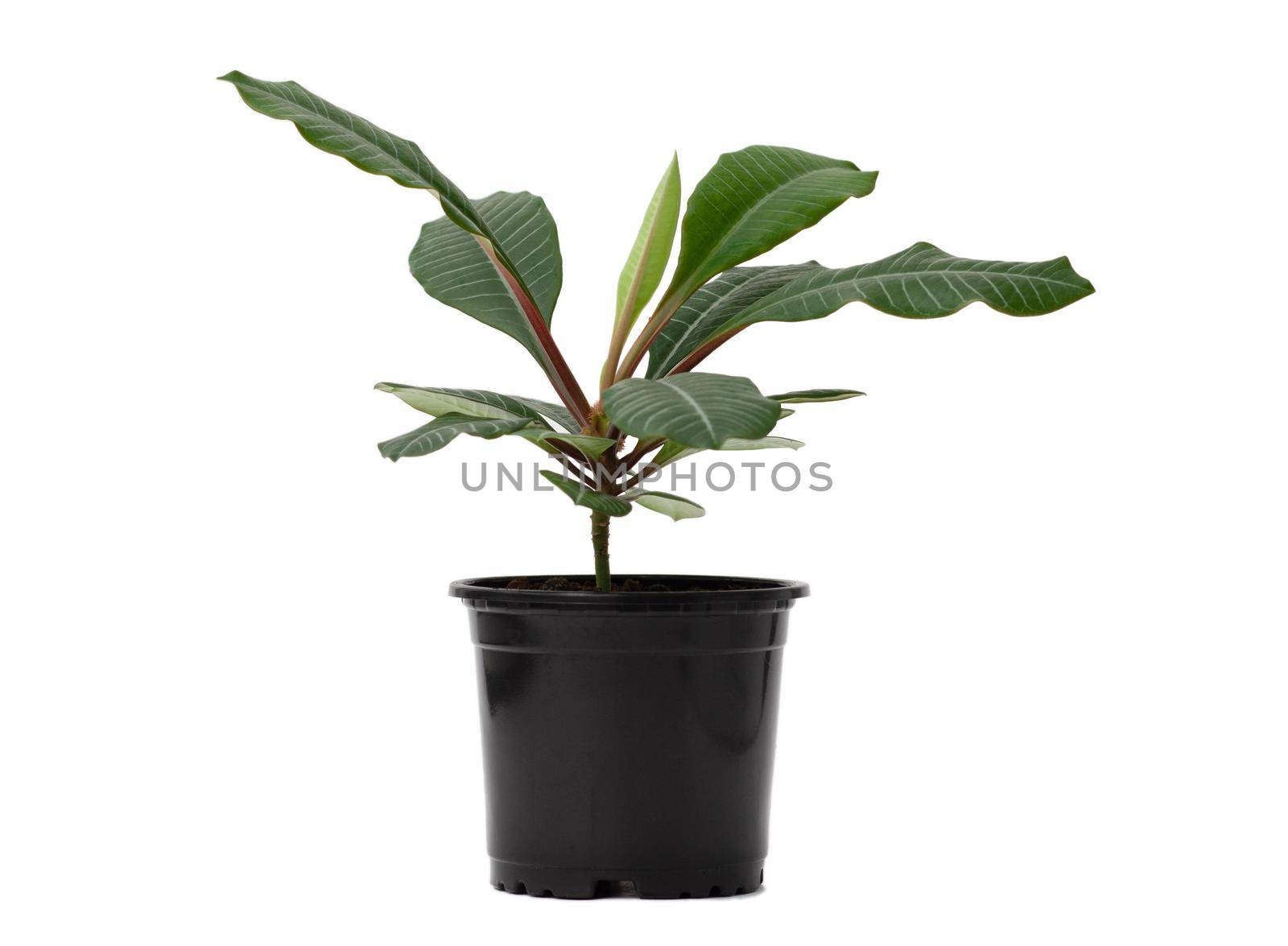 Euphorbia leuconeura with white veins in black pot isolated on white background