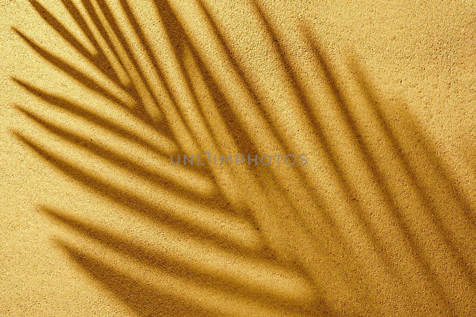 Dense pattern shadow branches of the tropics on the sand on a summer day outdoors.