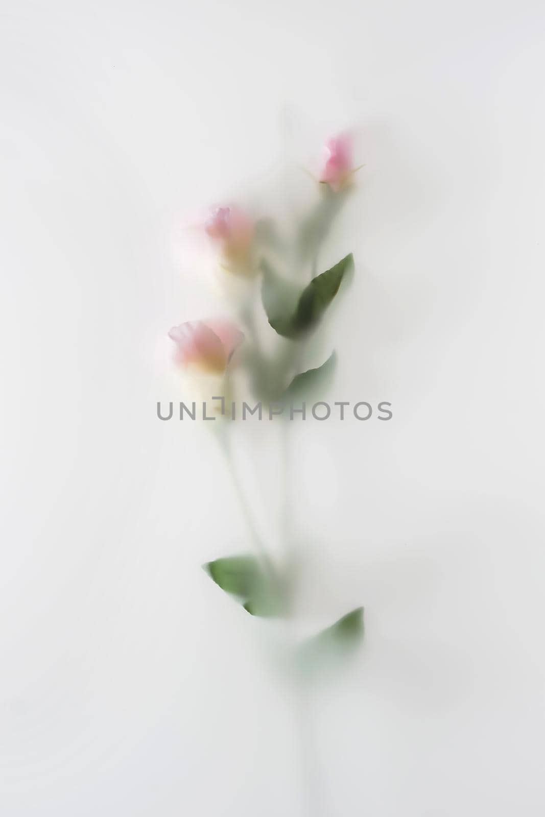 Defocused mist flower with leaves in mist has pastel colors magical mystical effect.