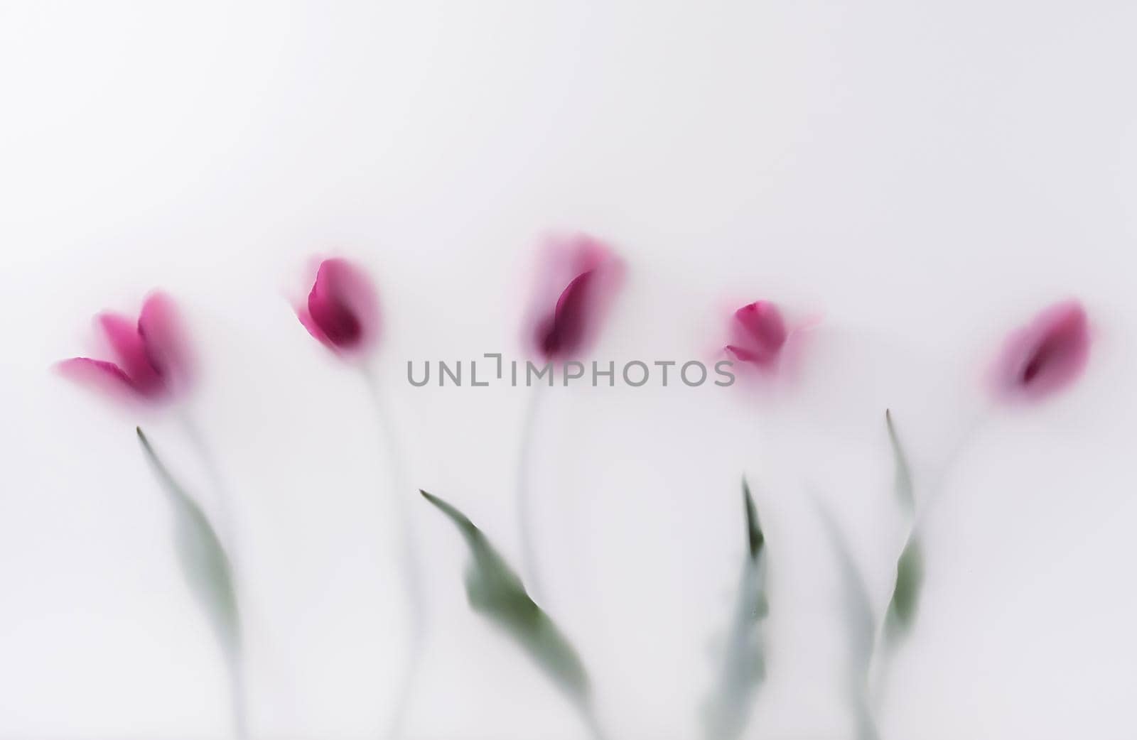A row of red bloom tulip flowers in a row in a magic transparent fog. by sergii_gnatiuk