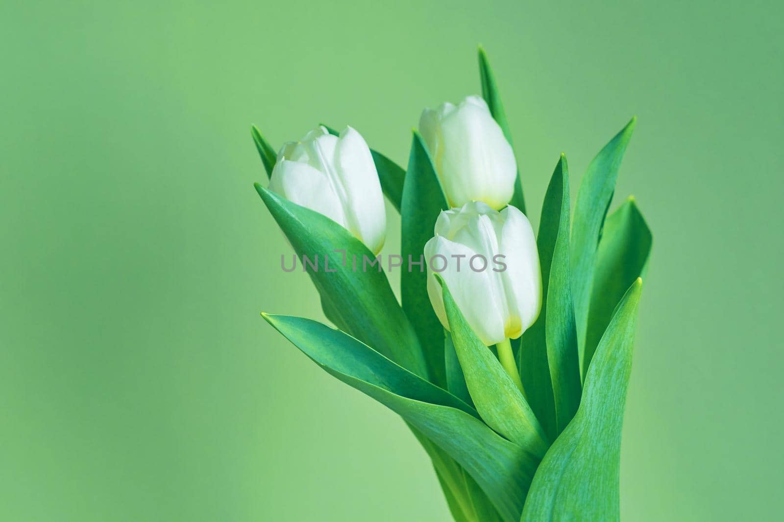 White tulips on a green background. Copy space. by kizuneko
