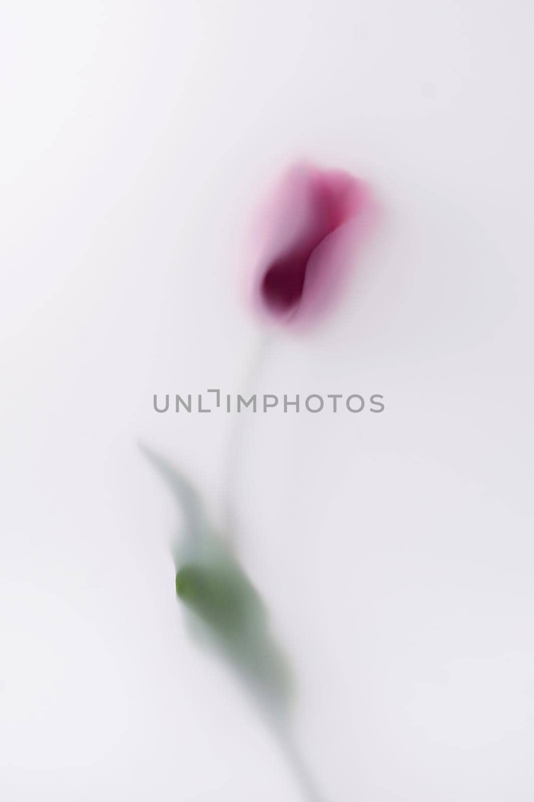 One blurred in magic romantic mist red bloom flower. For a wedding or other celebration.
