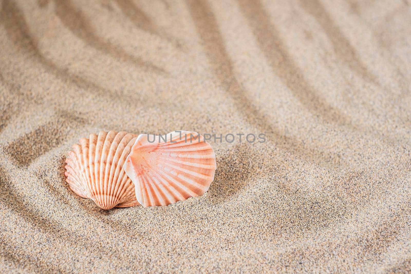 Background sea sand grains, fine beach sand and shells.Copy space