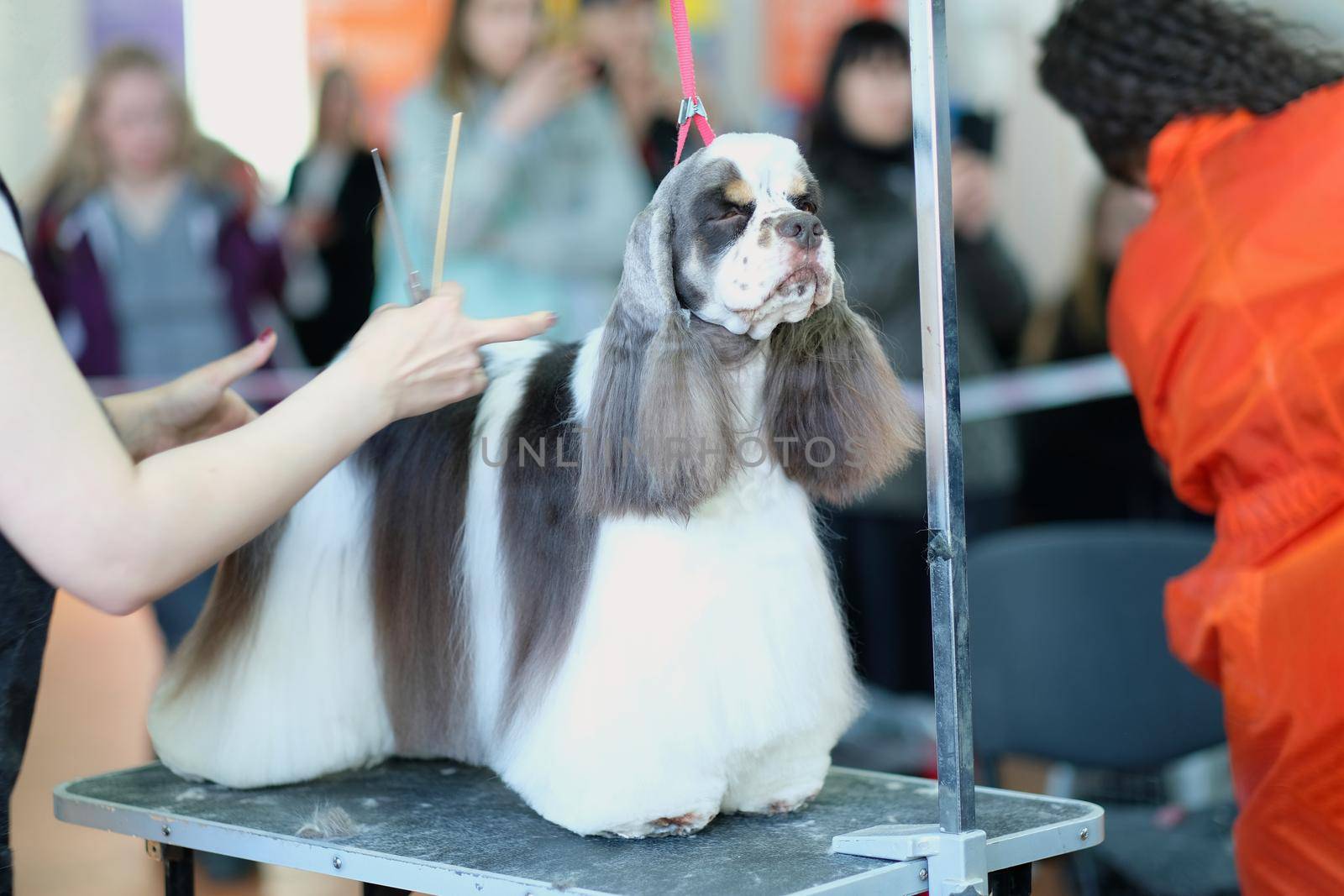Cavalier King Charles Spaniel on the Grooming Table with long hair.