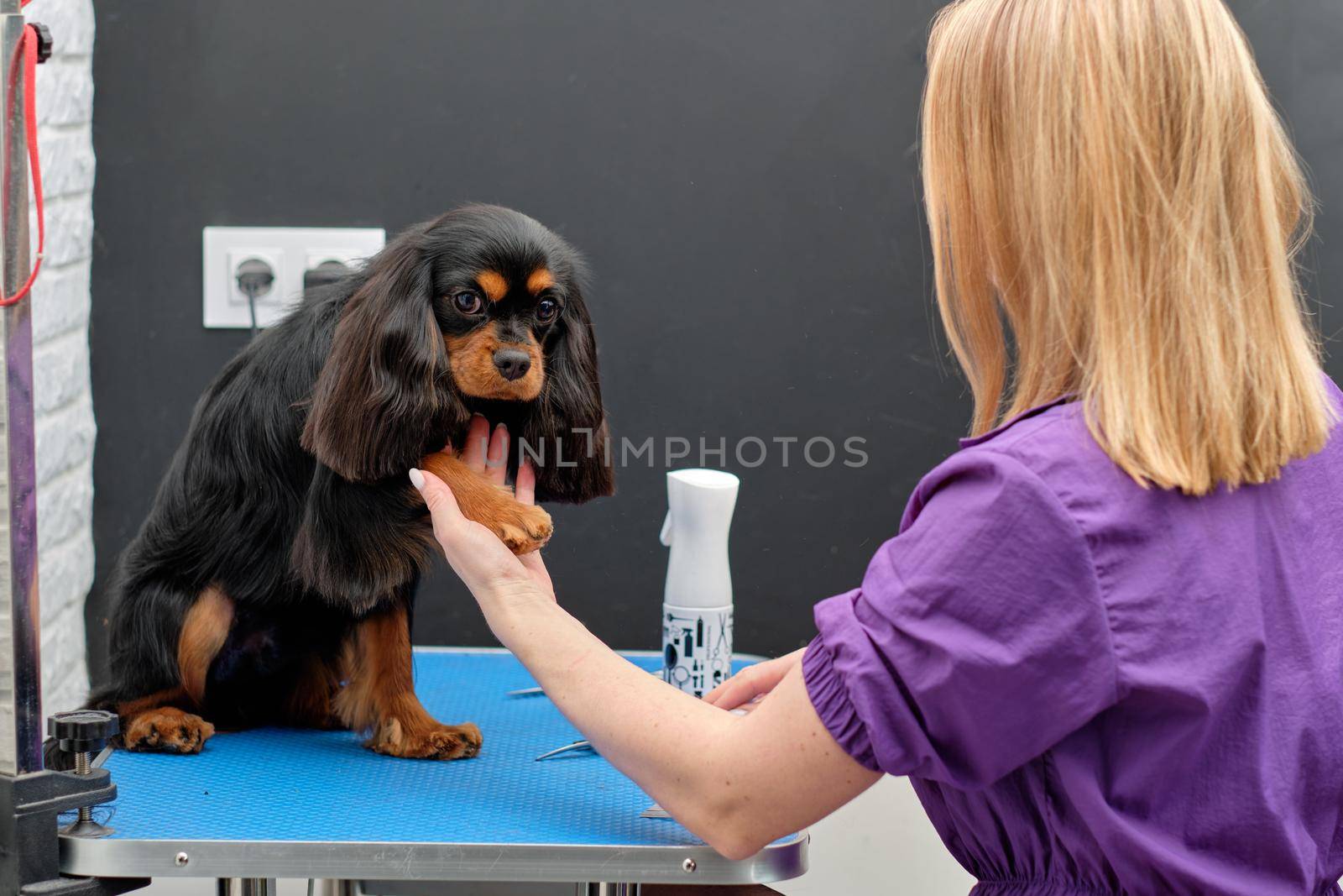 A female groomer meets a spaniel dog and holds her paw.