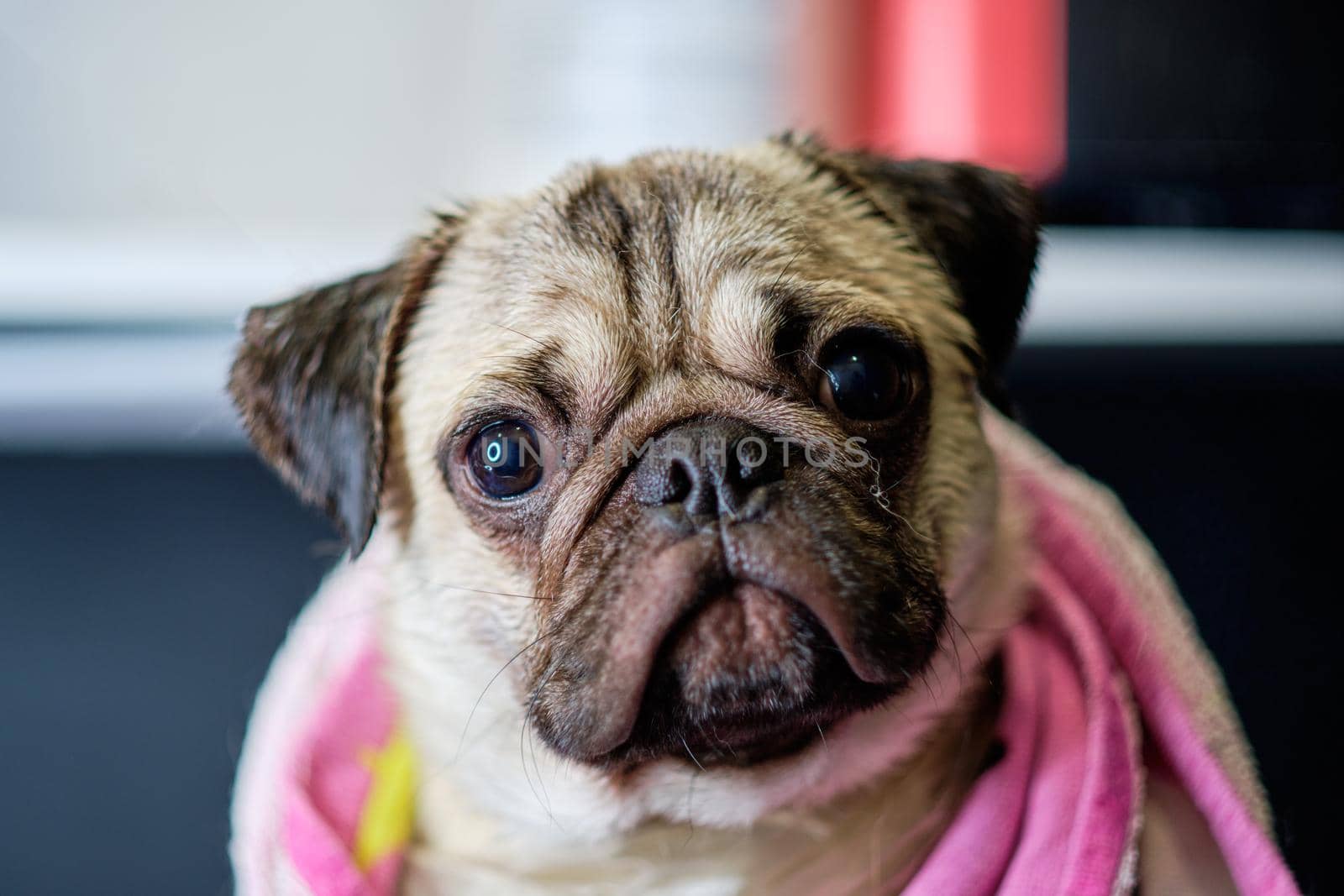 Portrait of a pug dog covered with a towel after washing in the bathroom.