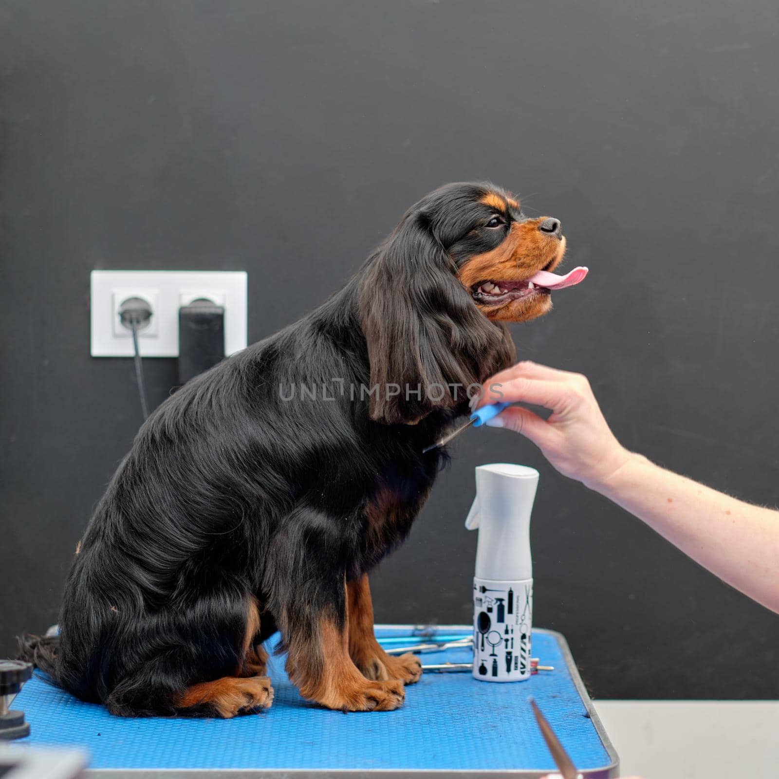 Female groomer combs a black cocker spaniel with a comb.