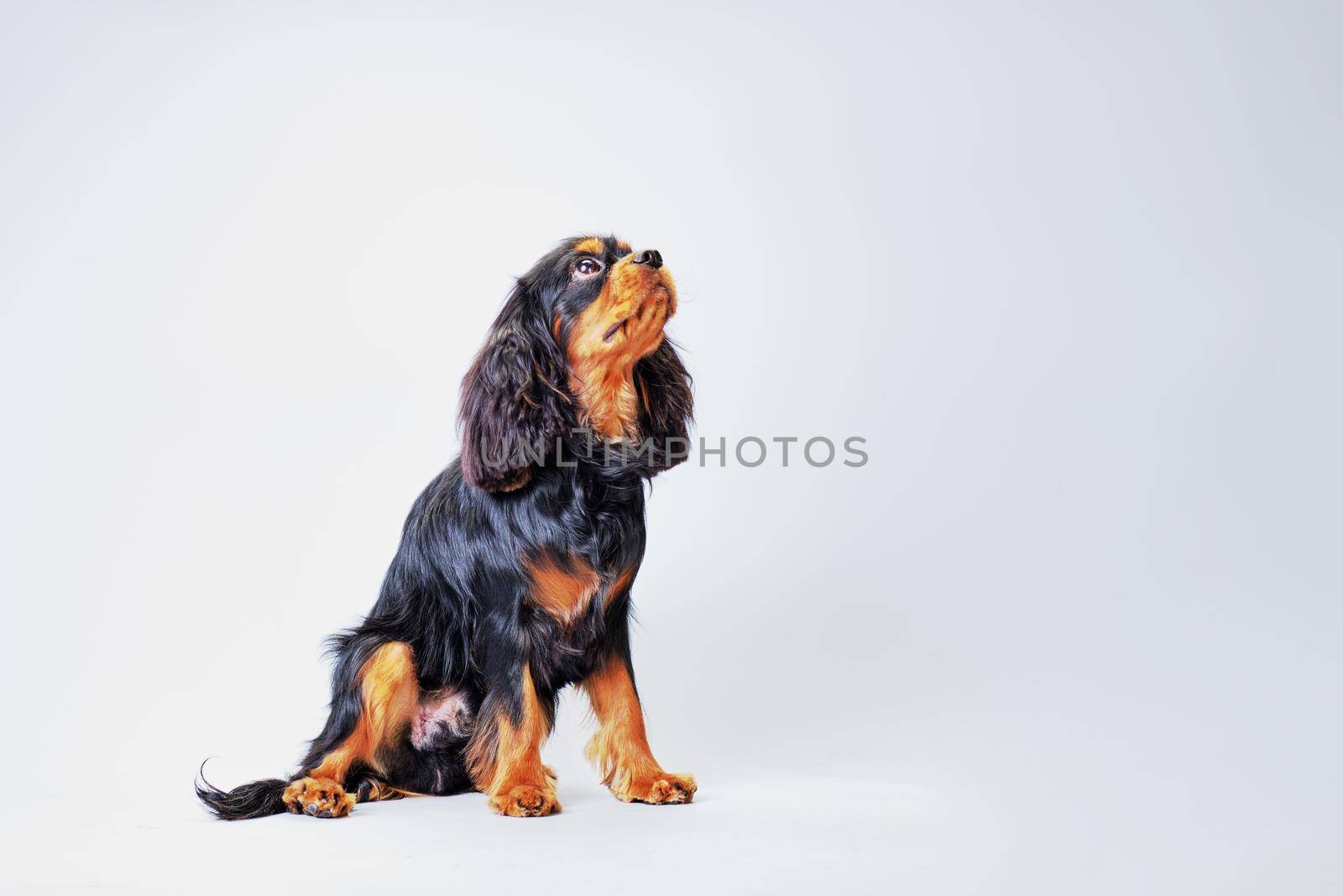 cute spaniel dog on a light background with a well-groomed coat.