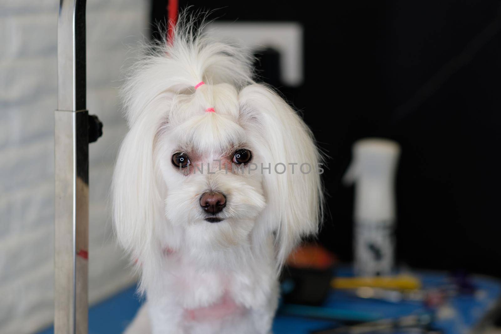 Portrait of a Maltese lapdog after a haircut with a tail of hair on her head close-up.
