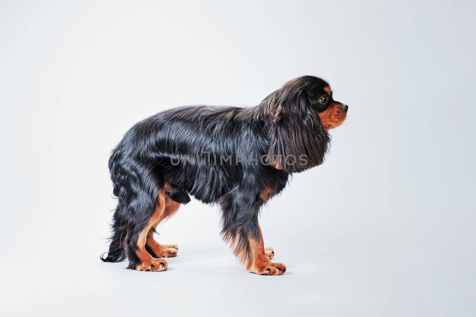 A beautiful spaniel dog stands on a light background after grooming.