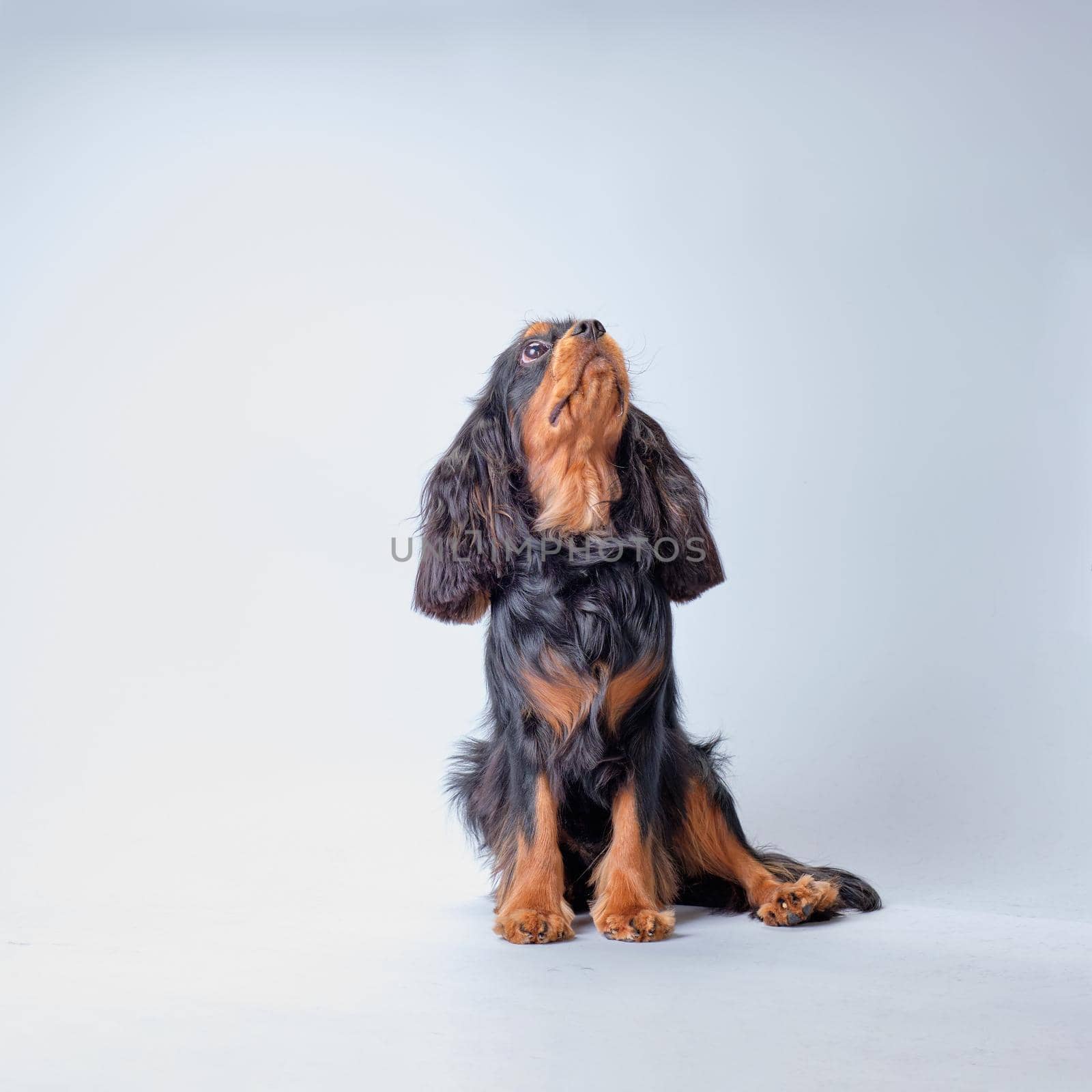 The Cocker Spaniel dog sits and looks up. Studio photo.