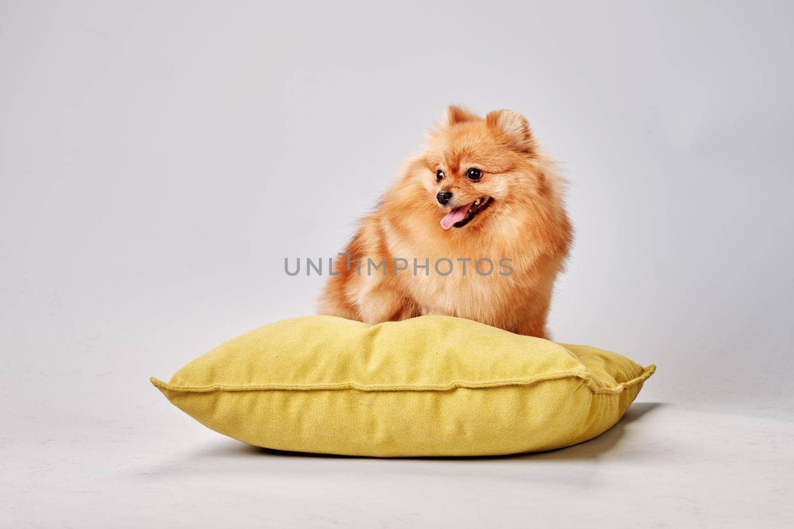 A happy pomeranian sits on a yellow pillow on a gray background.