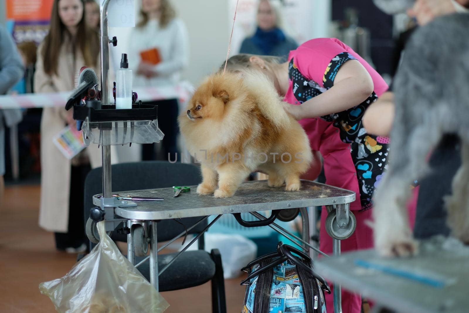 The process of caring for a pomeranian on dog grooming.