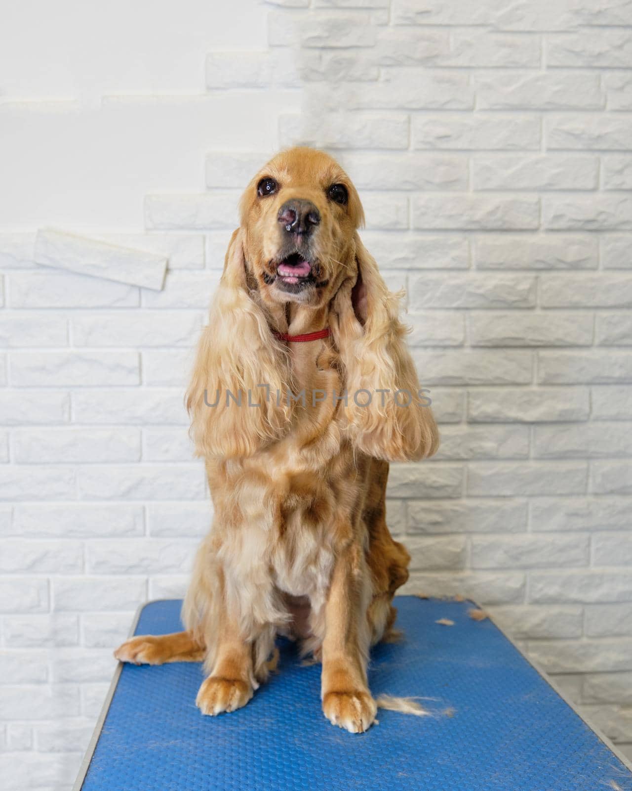 portrait of a red-haired English spaniel on a white brick background.