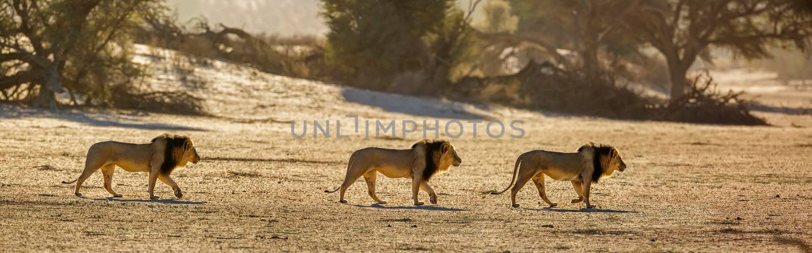 African lion in Kgalagadi transfrontier park, South Africa by PACOCOMO