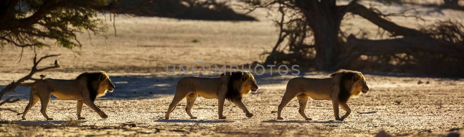 African lion male walking in sand dune at sunrise  in Kgalagadi transfrontier park, South Africa; Specie panthera leo family of felidae