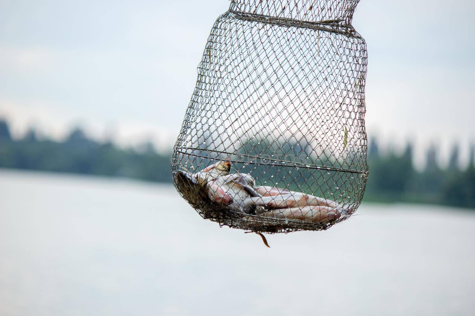 Fishing. Fish on a hook. Selective focus Nature