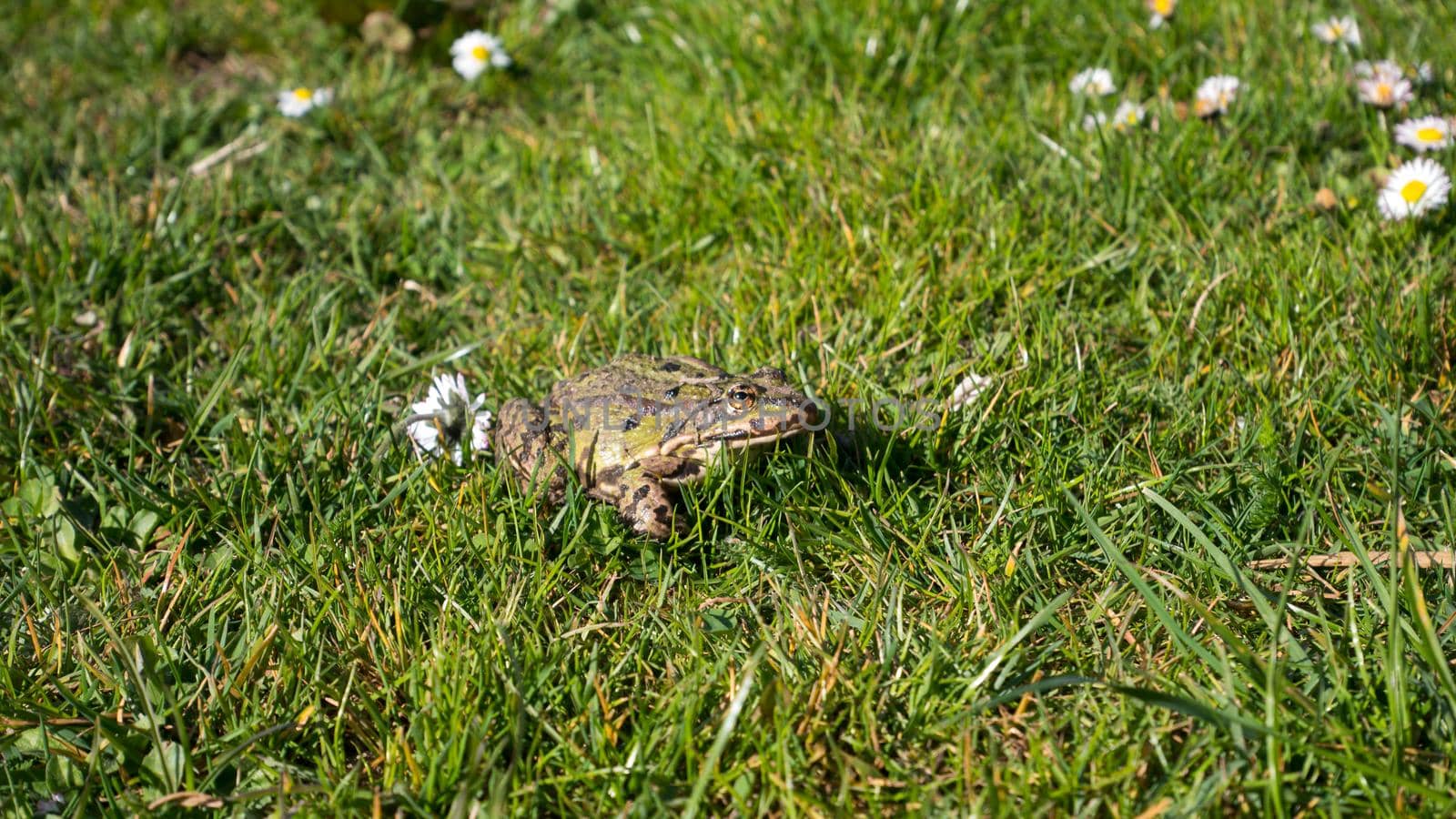 Green toad on the lawn. Common Toad ( Sapo Comun). Close-Up. Frog on a grass.
