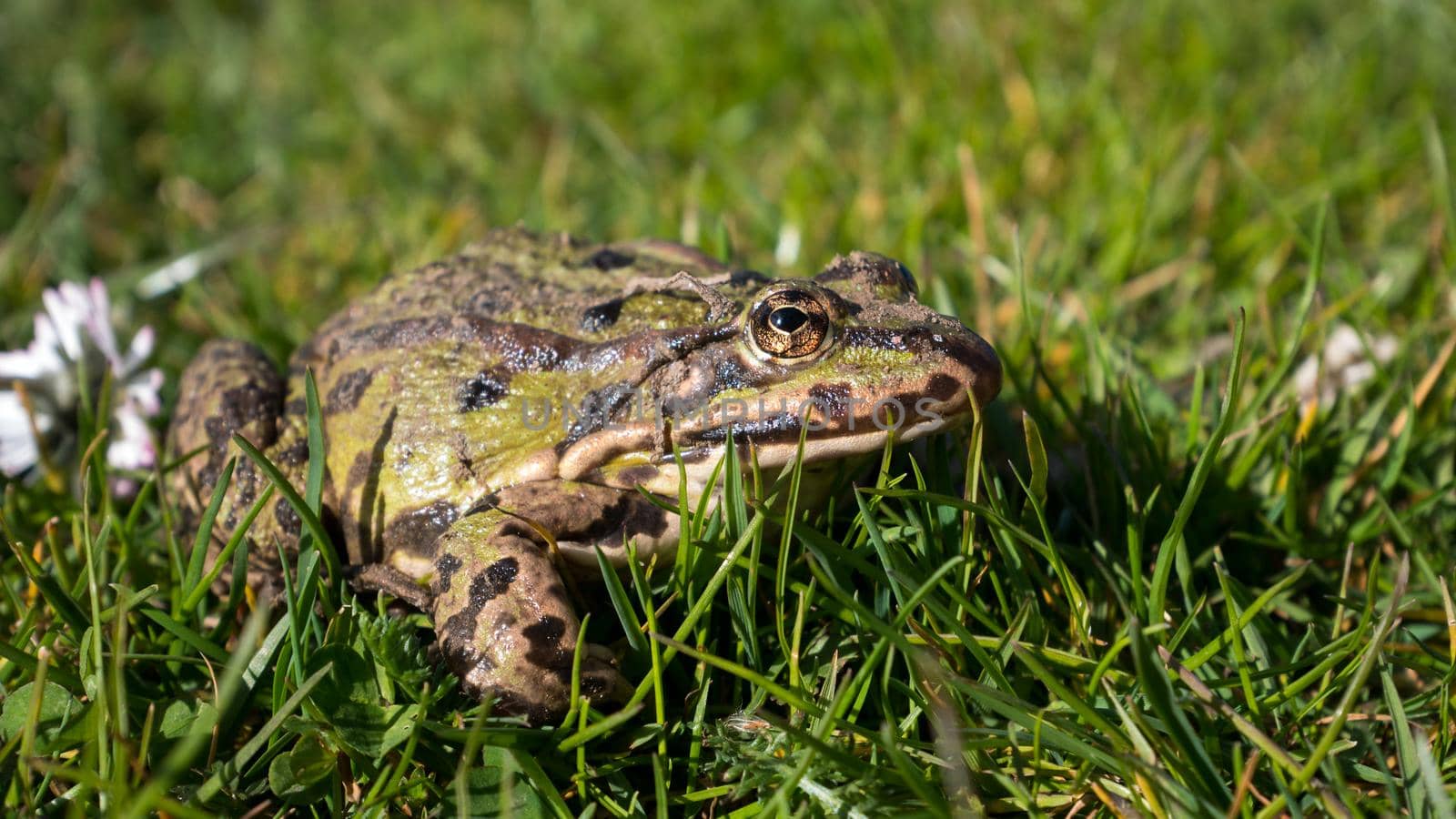 Green toad on the lawn. Common Toad ( Sapo Comun). Close-Up. Frog on a grass.