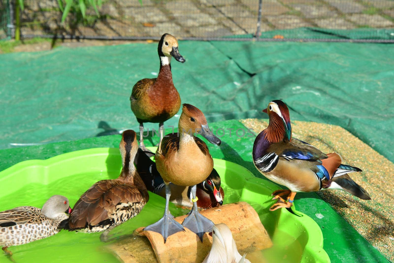 Different kinds of ducks in the barnyard Diversity
