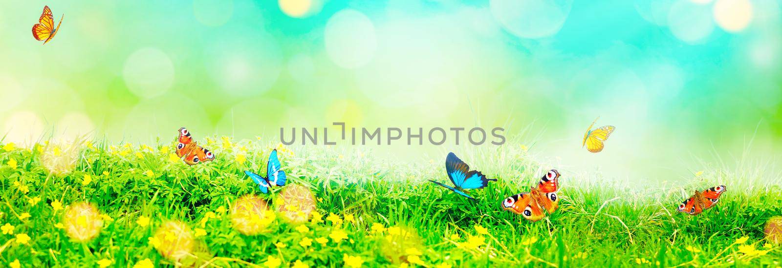 Flying butterfly in spring morning. Panoramic view.