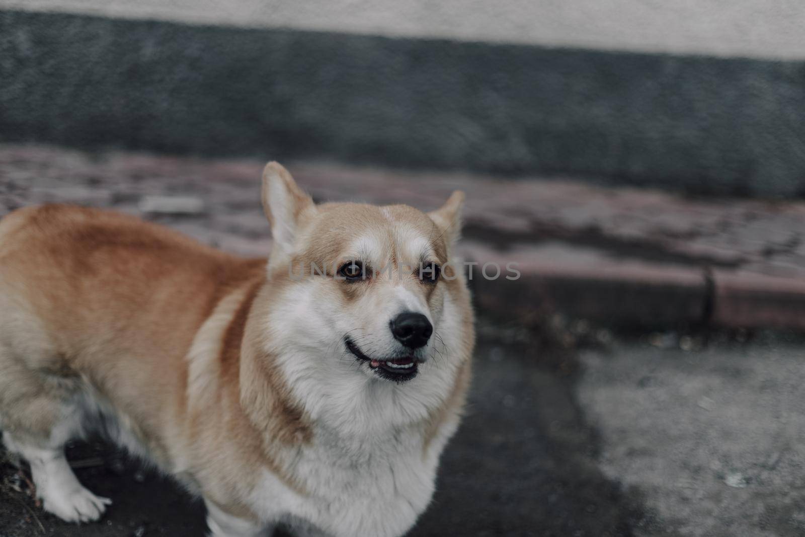 Portrait of young smiling dog welsh corgi pembroke posing outside in a park