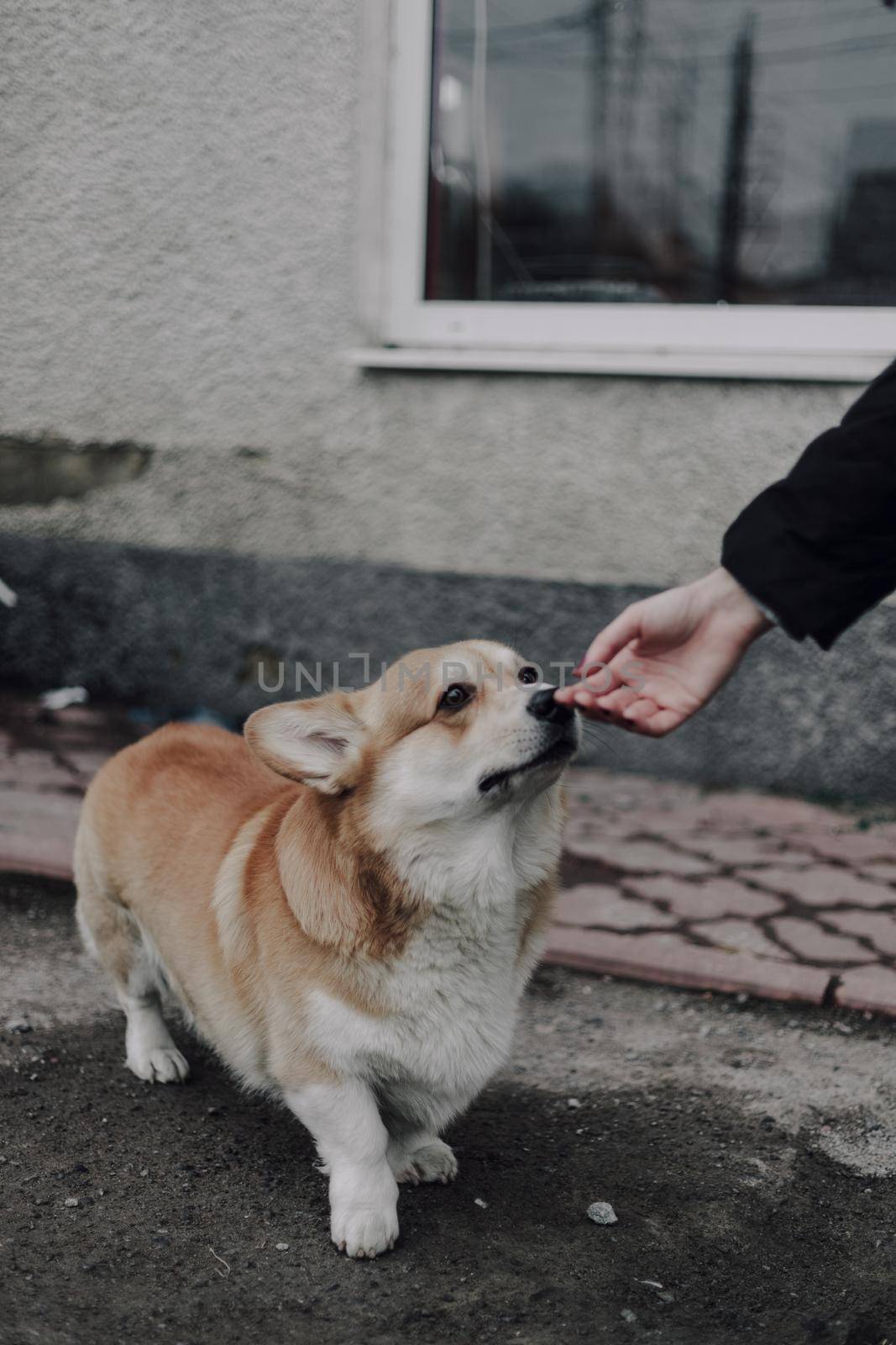 Portrait of young smiling dog welsh corgi pembroke posing outside in a park