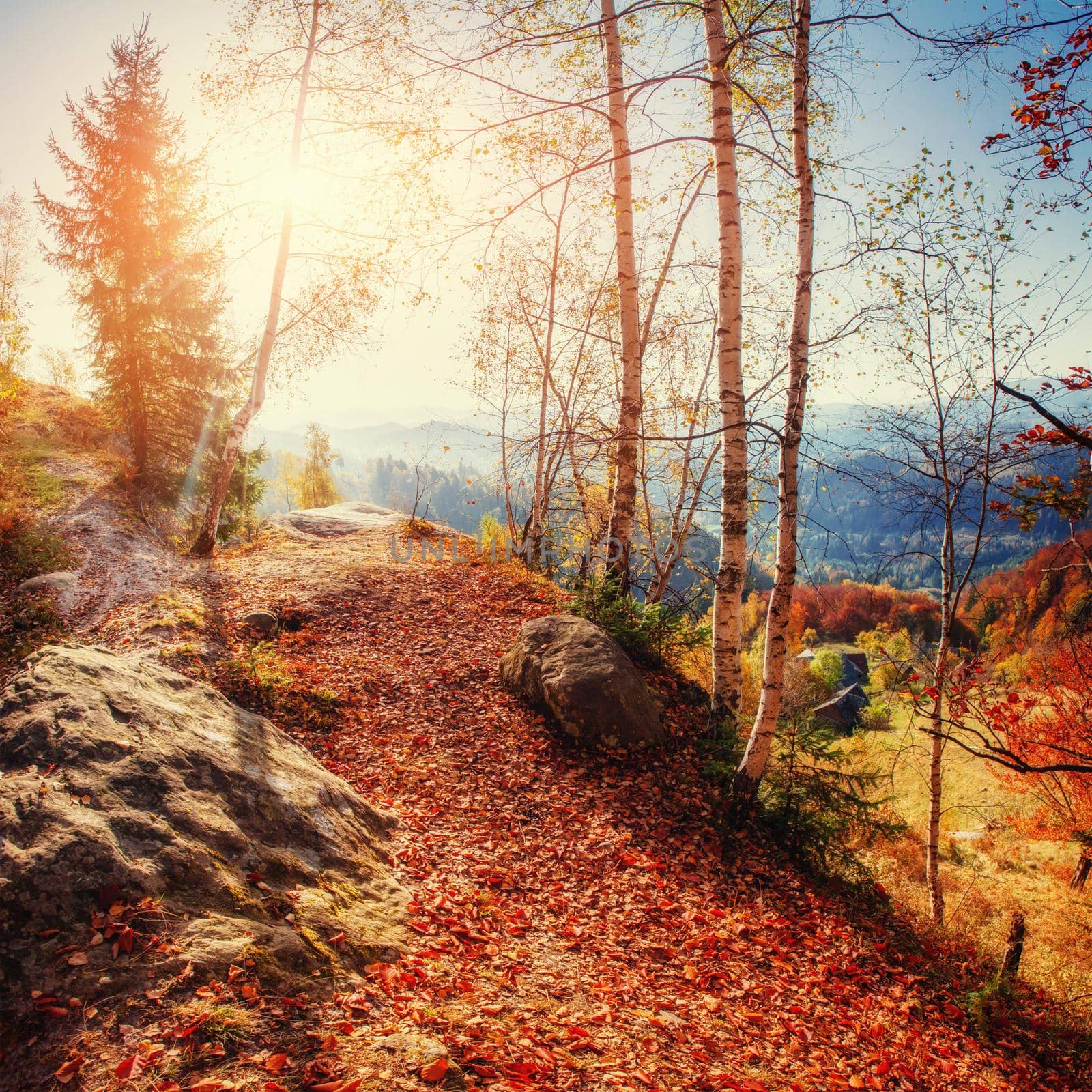 Forest Road in the autumn. Landscape. Ukraine Europe