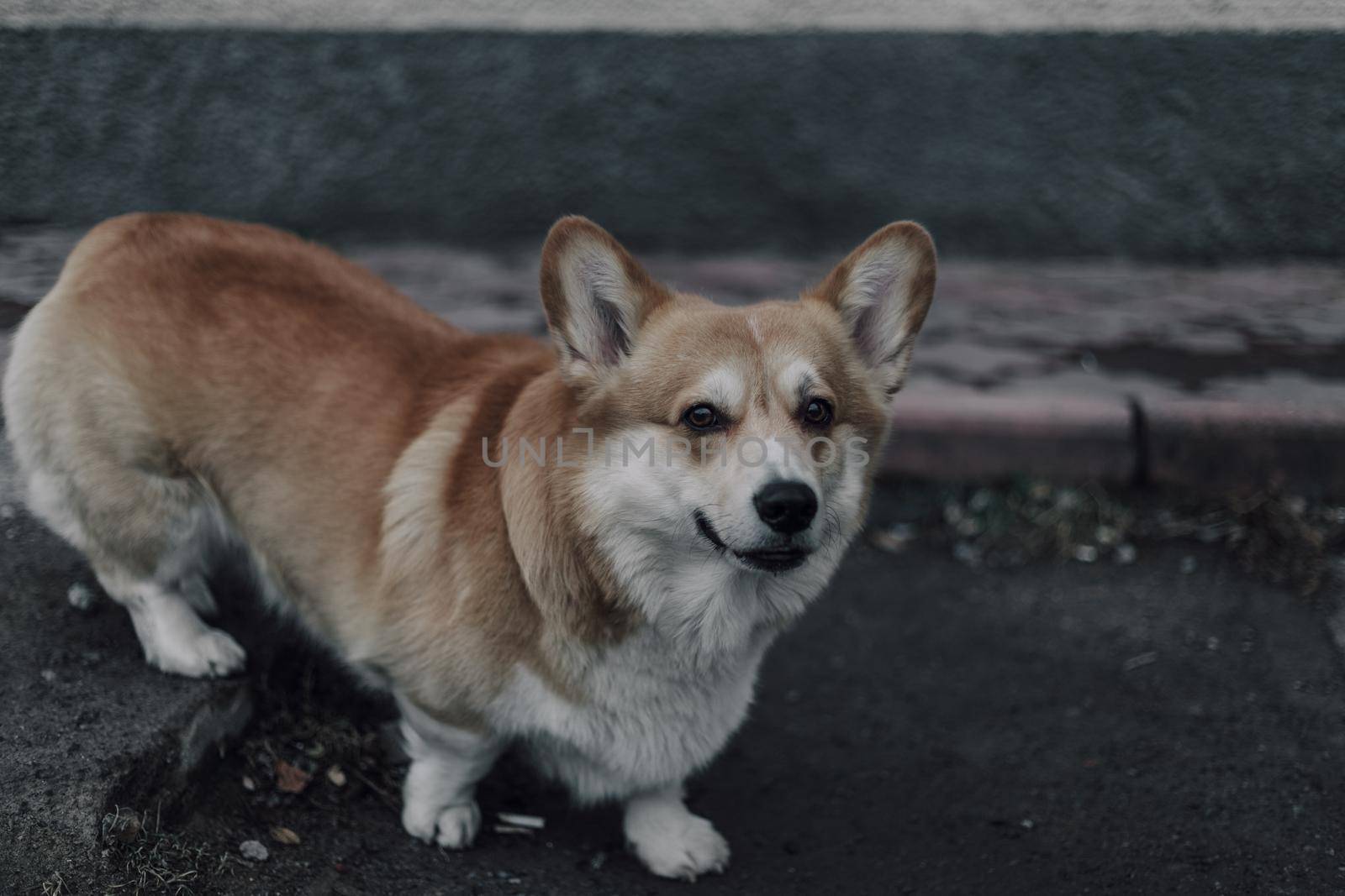 Portrait of young smiling dog welsh corgi pembroke posing outside in a park