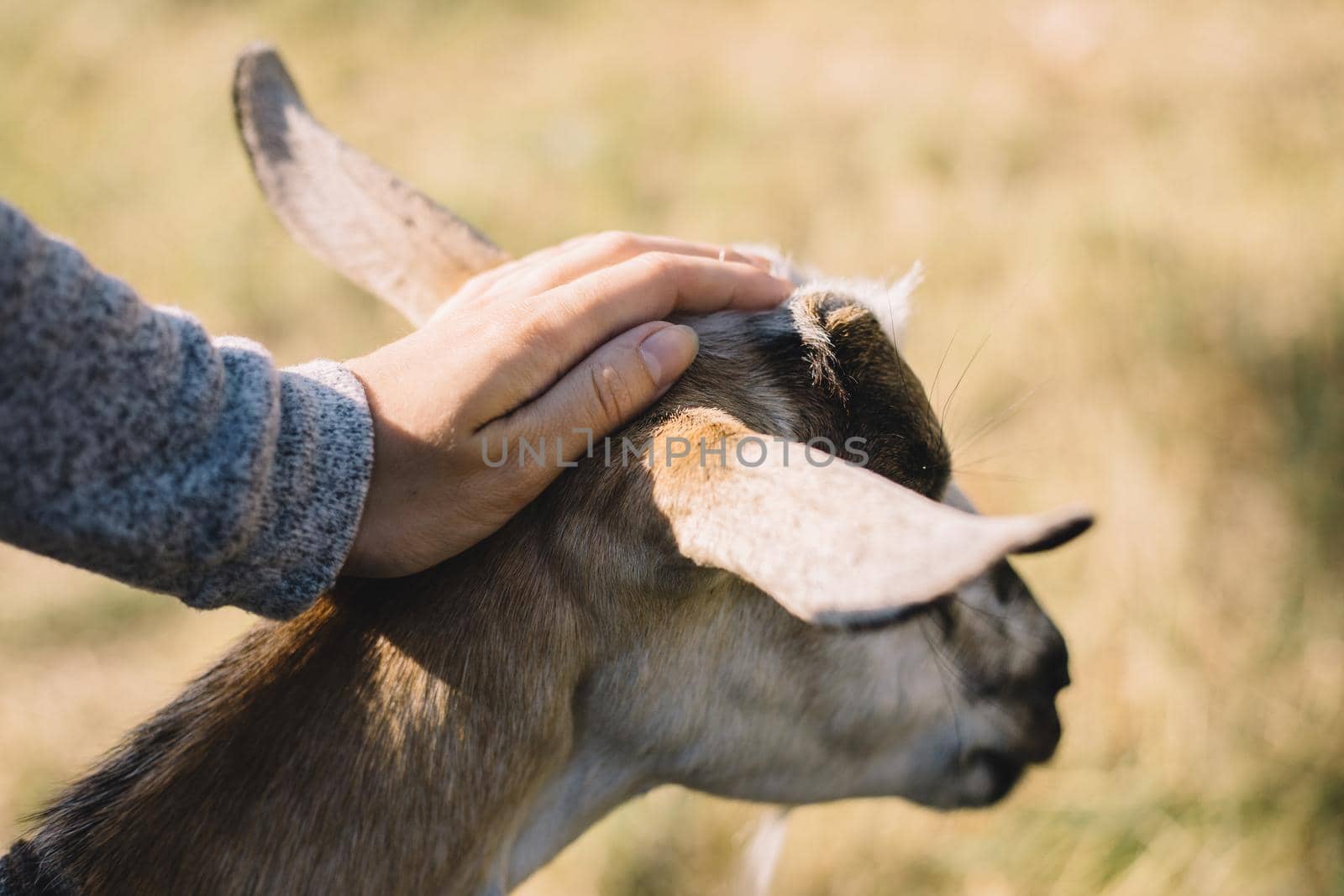 A woman strokes the goat's fur in nature close up hands
