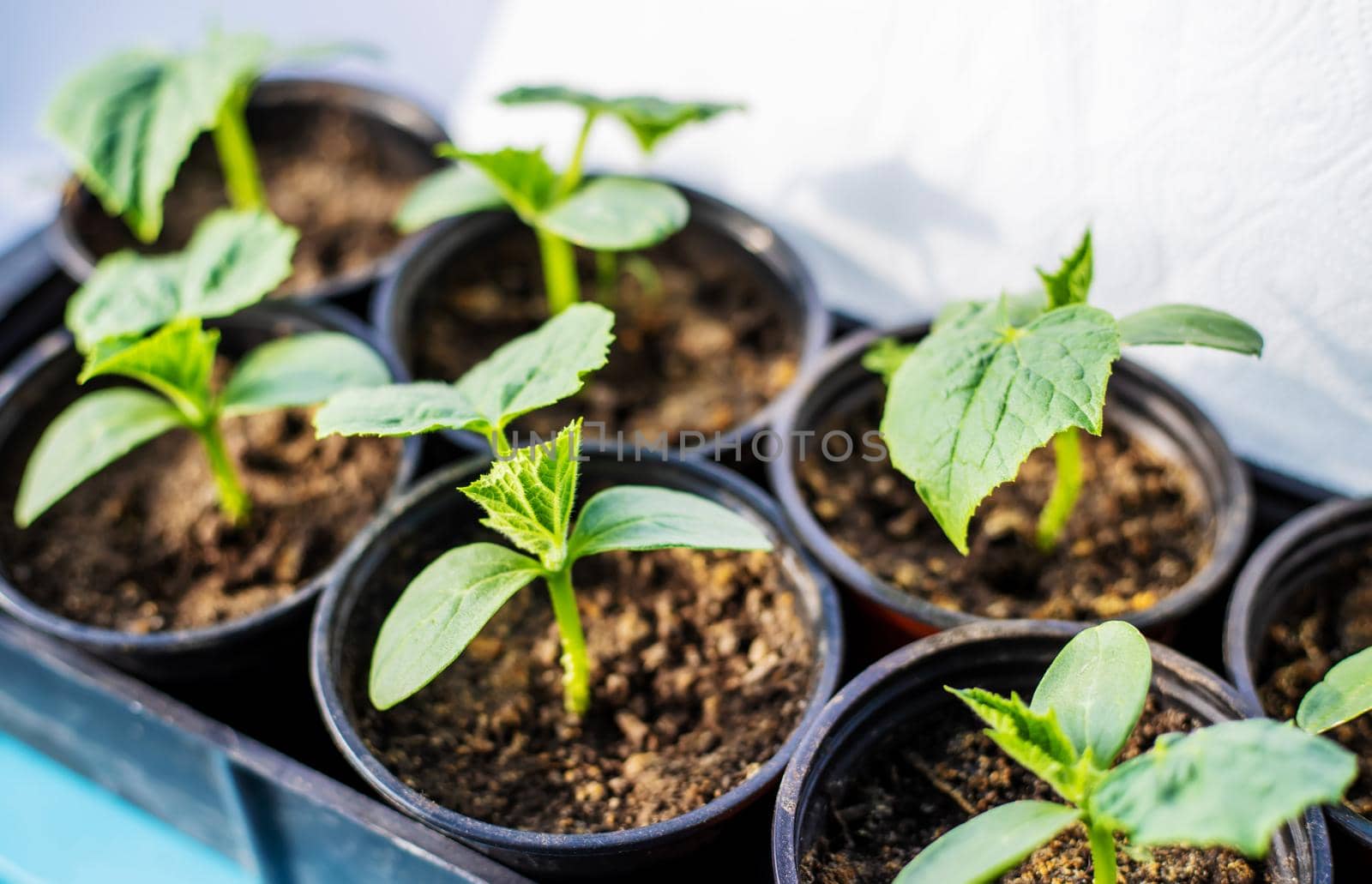 Saplings for planting zucchini on the window. Selective focus. nature