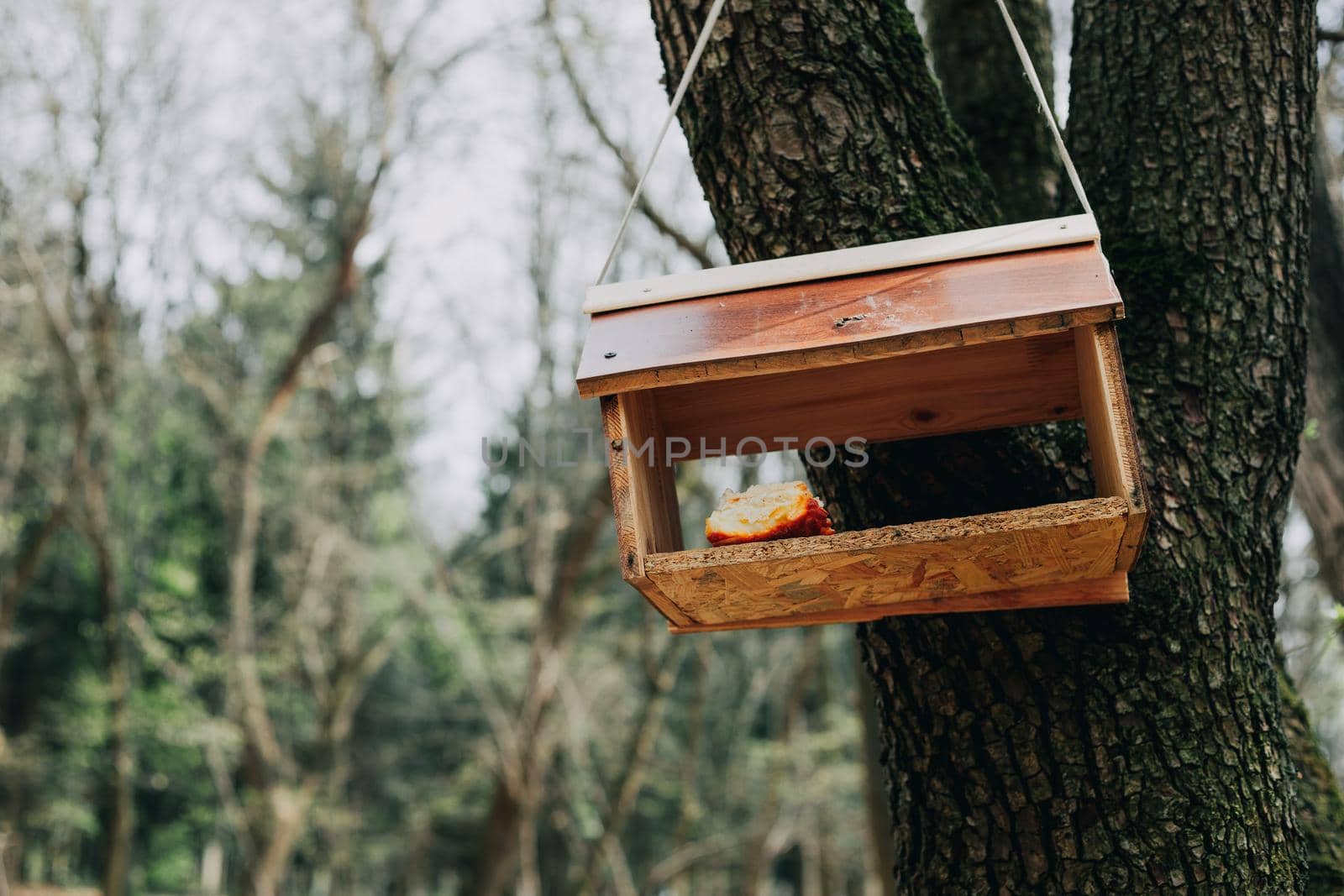 Wooden house for birds in the forest. by Symonenko