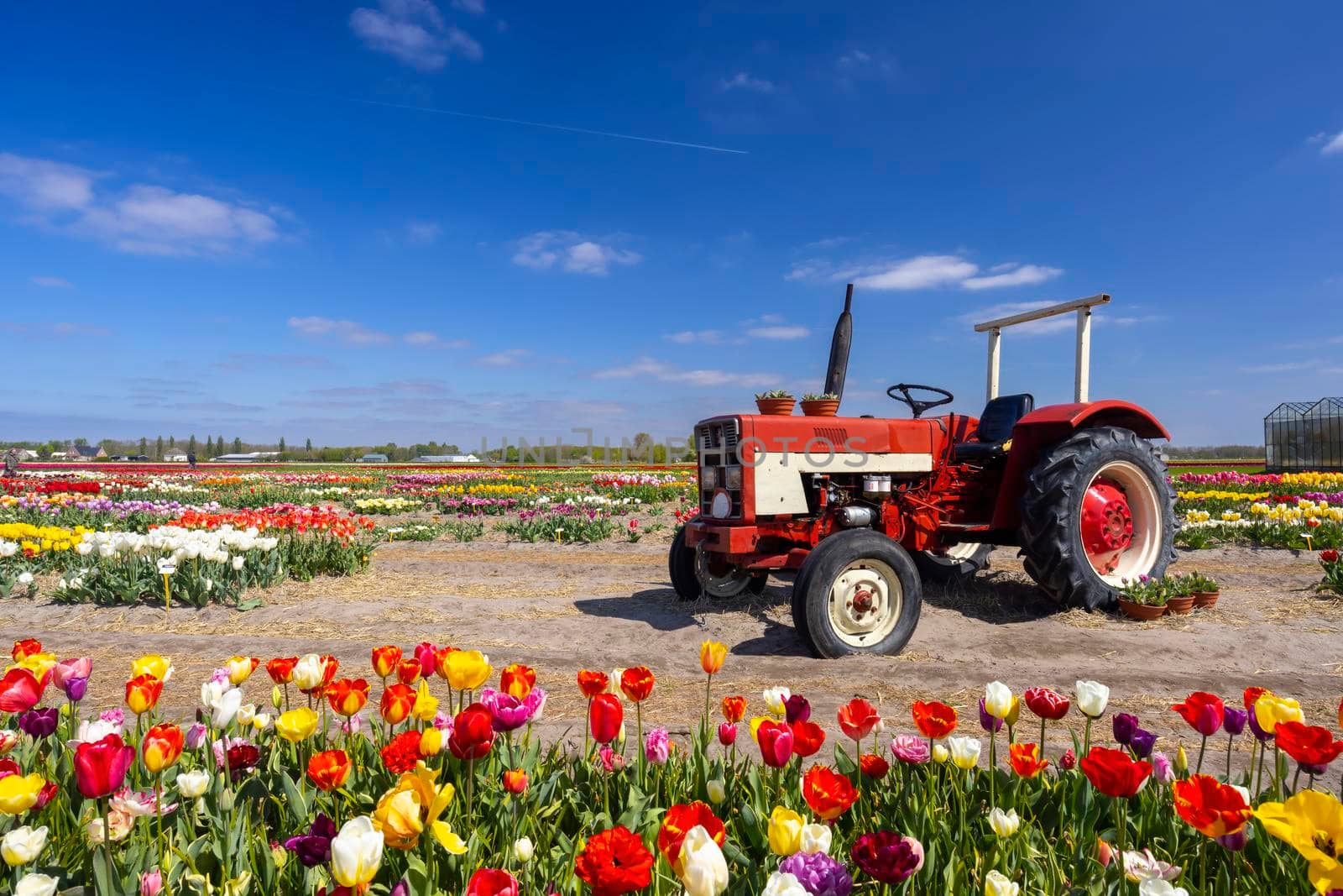 Field of tulips with old tractor near Keukenhof, The Netherlands