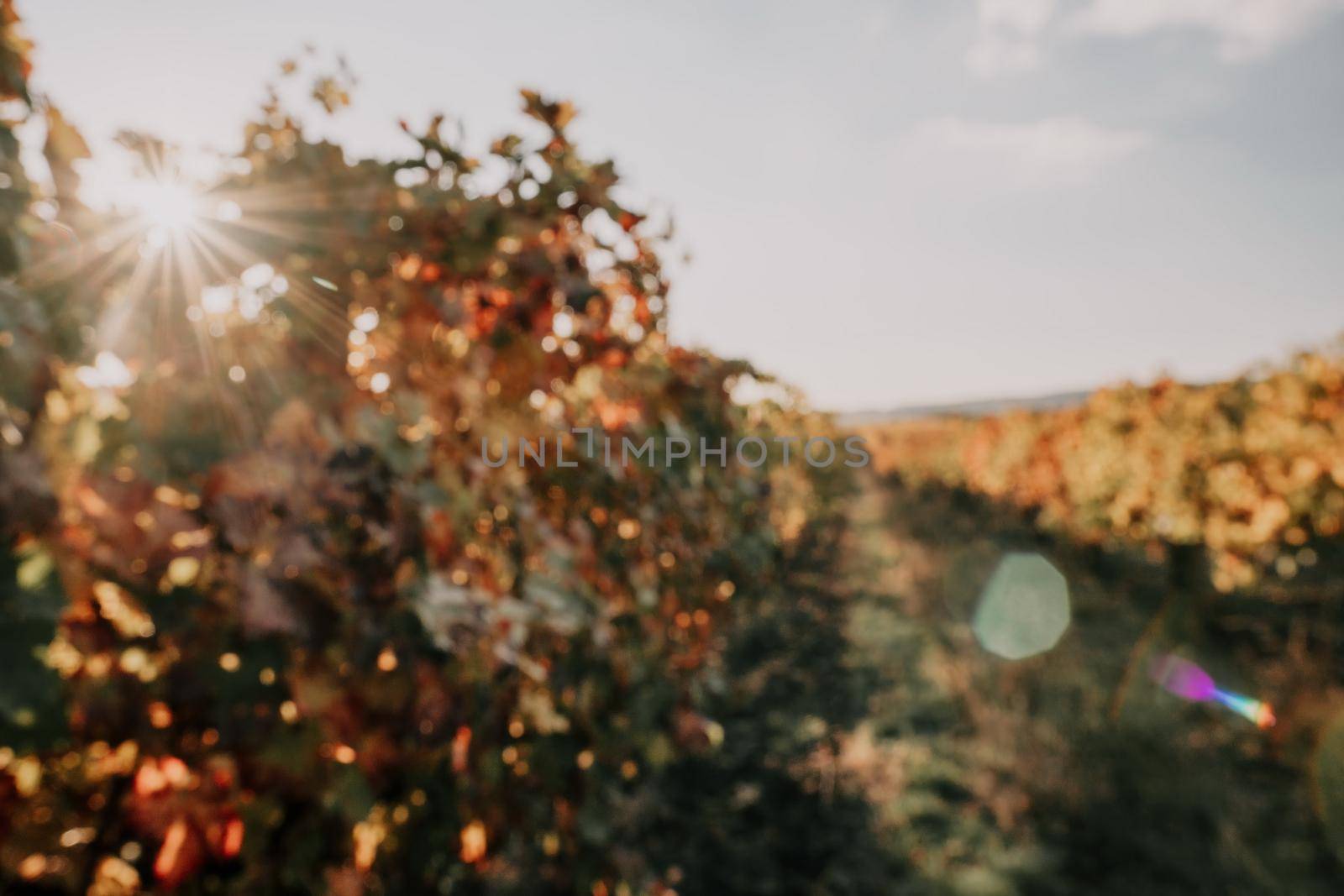 Beautiful clusters of ripening grapes in the sun. Grape plantation in the sunset light. Beautiful vine with grapes. Wine Making concept. Grape business.