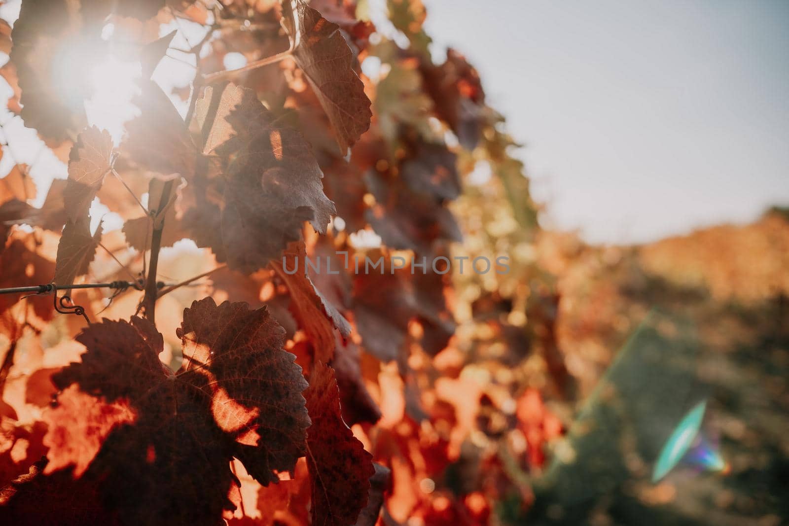 Beautiful clusters of ripening grapes in the sun. Grape plantation in the sunset light. Beautiful vine with grapes. Wine Making concept. Grape business.