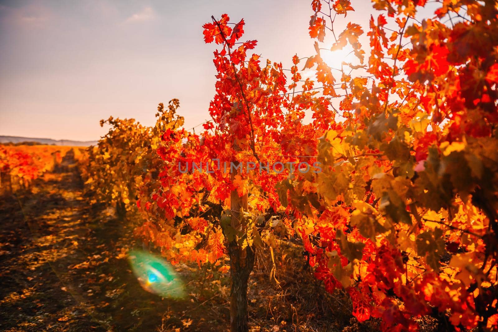 Beautiful clusters of ripening grapes in the sun. Grape plantation in the sunset light. Beautiful vine with grapes. Wine Making concept. Grape business.