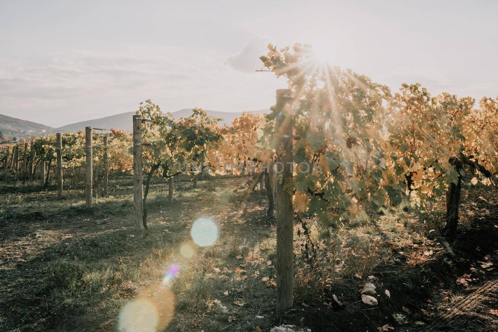 Beautiful clusters of ripening grapes in the sun. Grape plantation in the sunset light. Beautiful vine with grapes. Wine Making concept. Grape business.