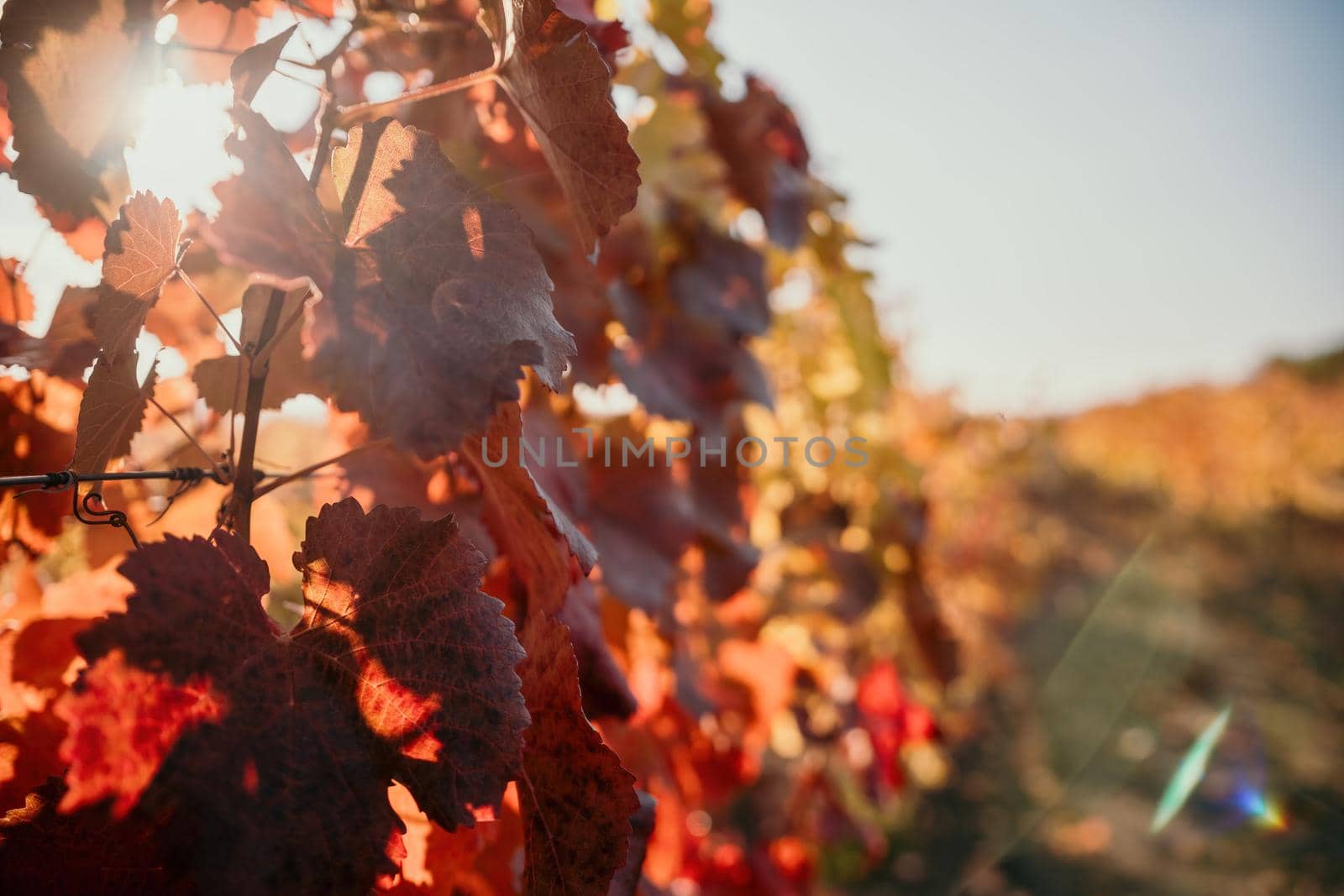 Beautiful clusters of ripening grapes in the sun. Grape plantation in the sunset light. Beautiful vine with grapes. Wine Making concept. Grape business.
