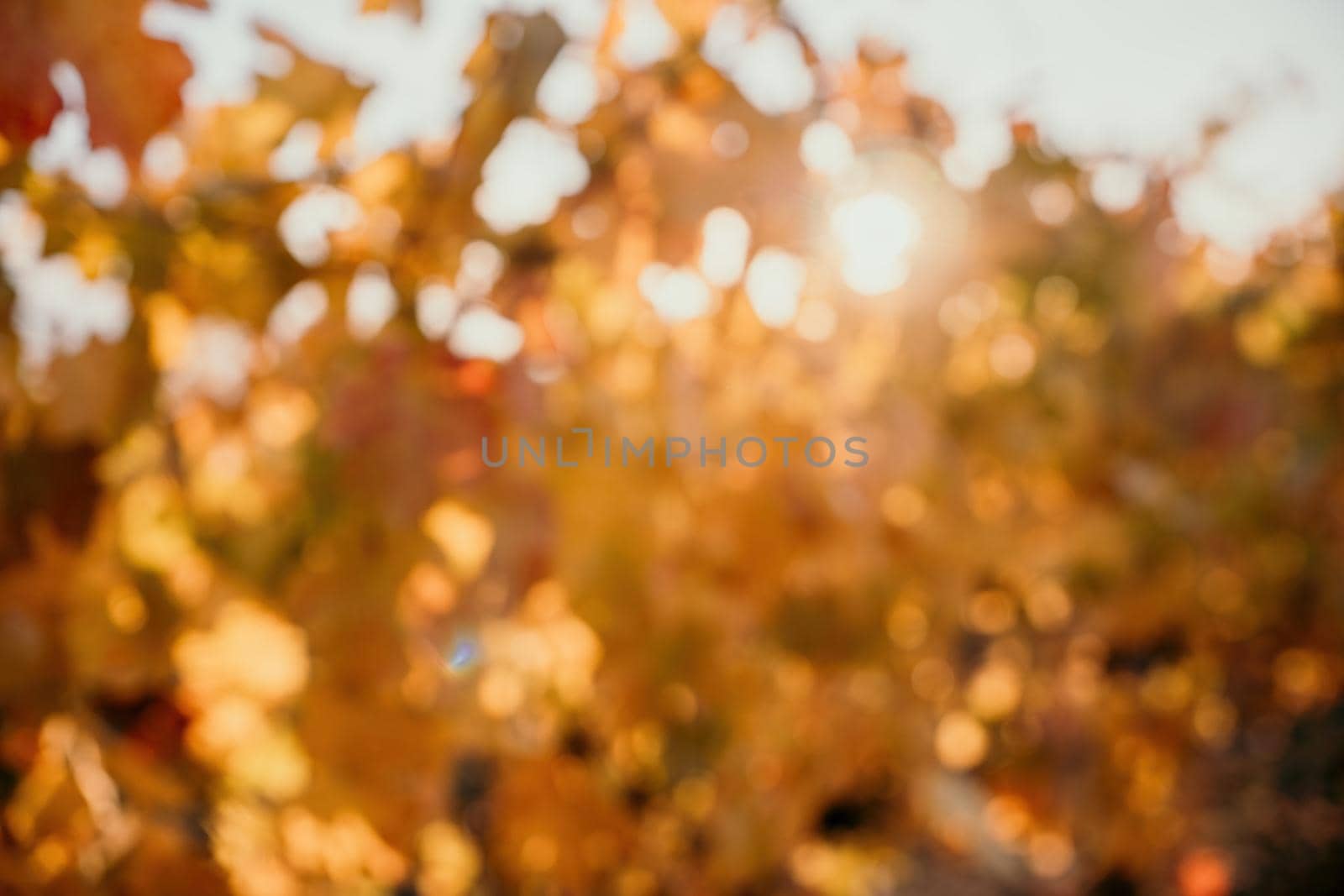 Abstract defocused bright autumn red orange yellow grapevine leaves at vineyard in warm sunset sunlight. Beautiful clusters of ripening grapes. Winemaking and organic fruit gardening. by panophotograph