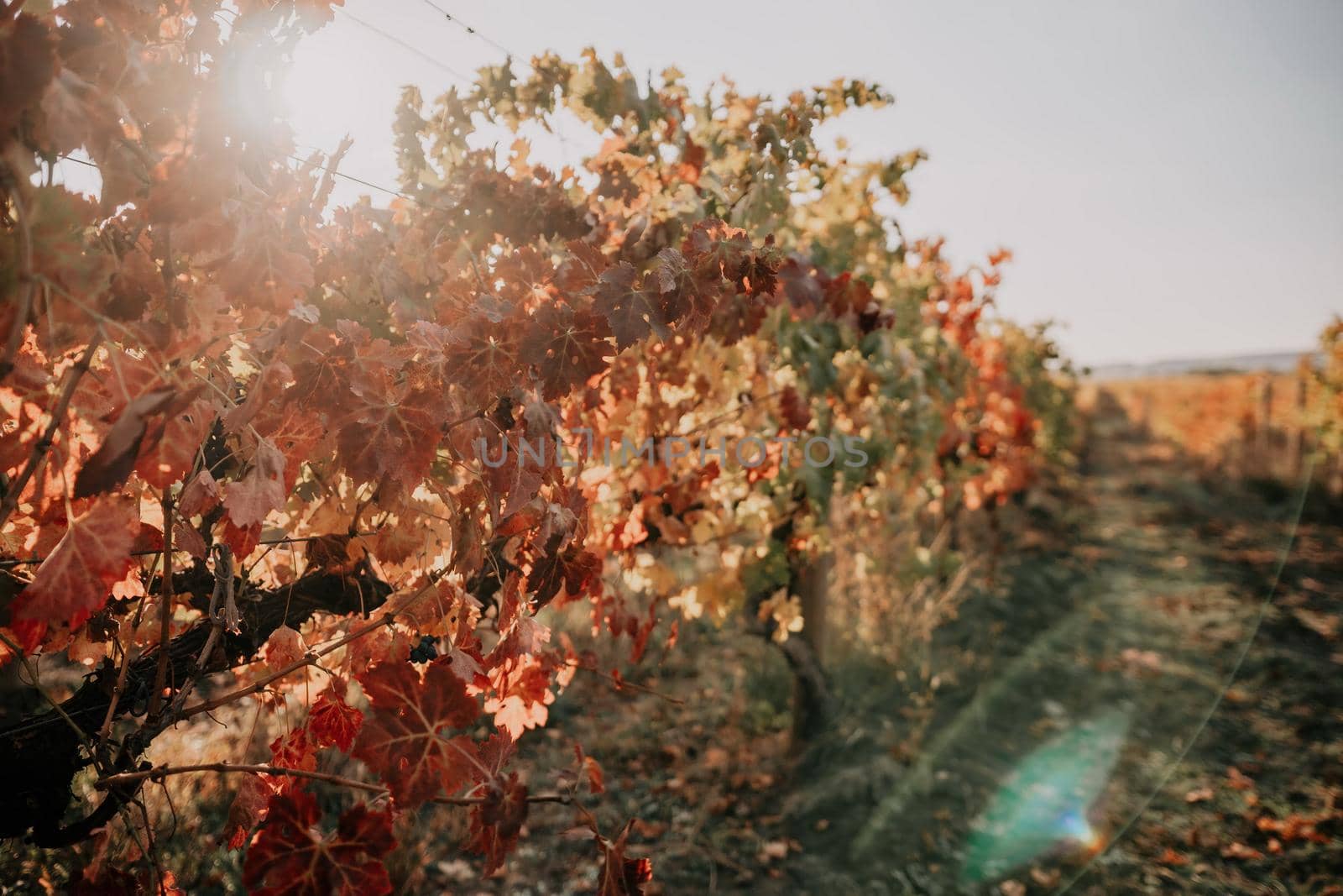 Beautiful clusters of ripening grapes in the sun. Grape plantation in the sunset light. Beautiful vine with grapes. Wine Making concept. Grape business.