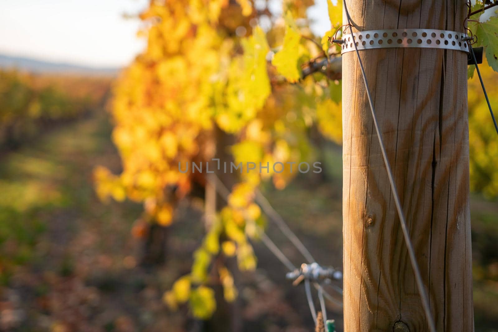 Beautiful clusters of ripening grapes in the sun. Grape plantation in the sunset light. Beautiful vine with grapes. Wine Making concept. Grape business.