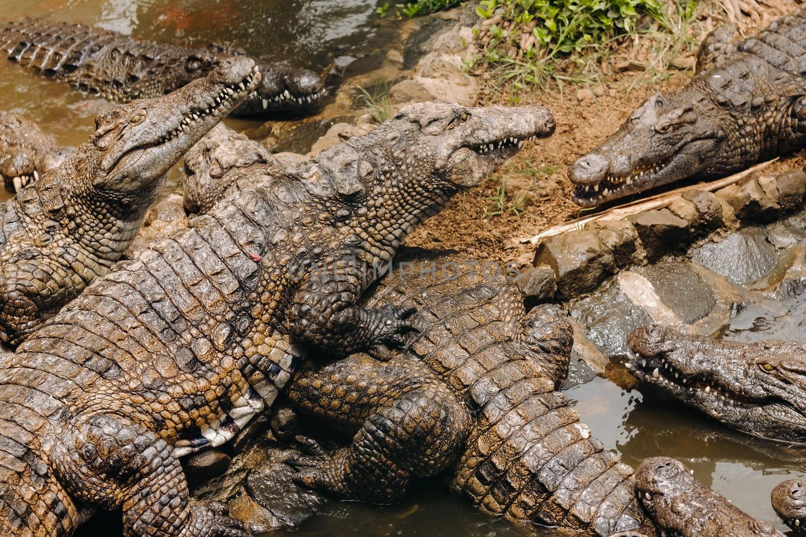 Crocodile Park on the island of Mauritius. La Vanilla Nature Park.Crocodiles.