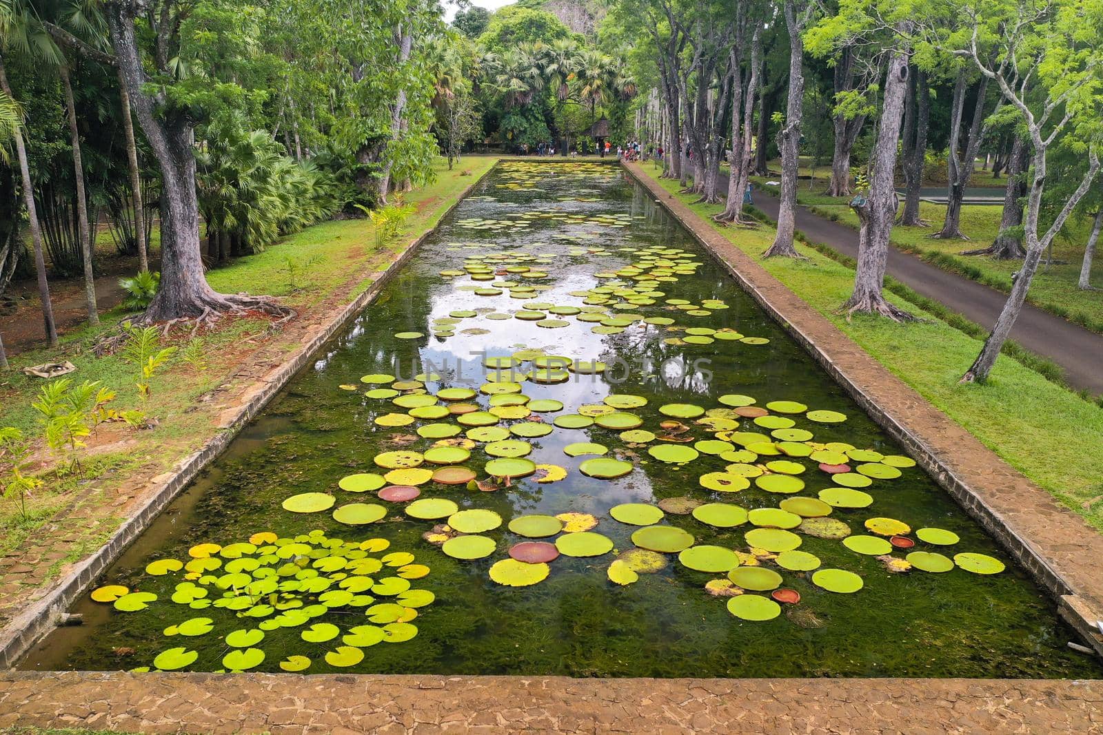 Botanical garden on the Paradise island of Mauritius. Beautiful pond with lilies. An island in the Indian ocean.