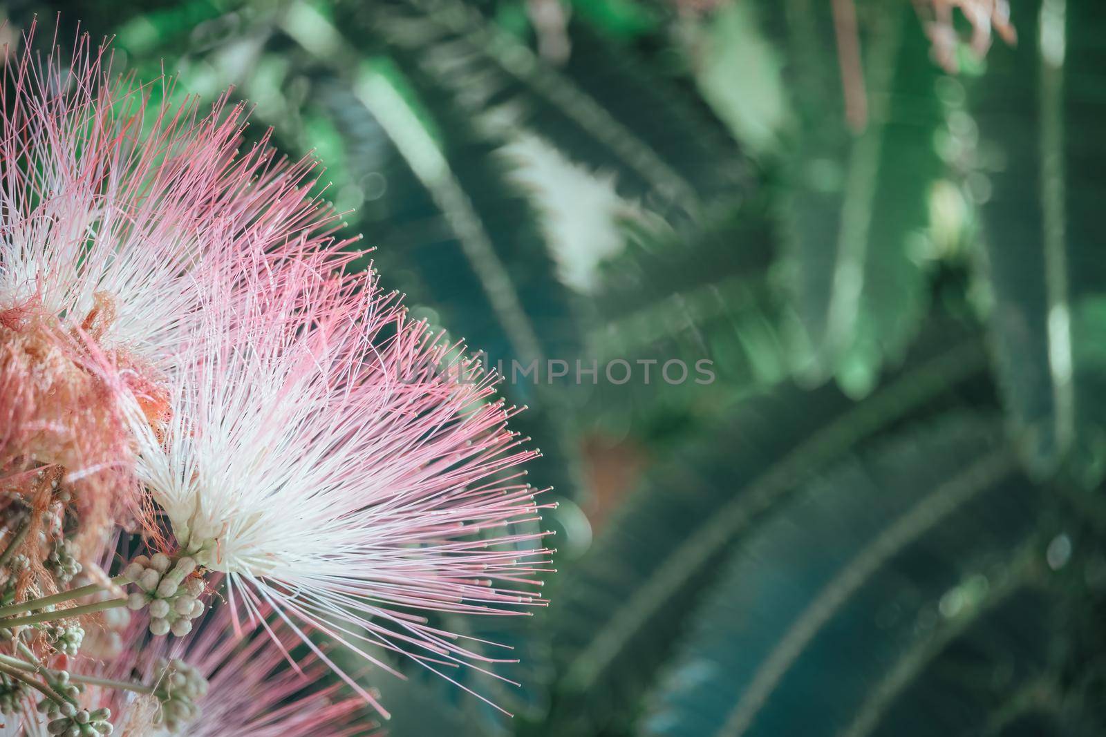 Pink flower of Lankaran acacia albizia. Albizia julibrissin on green background. Close up. Copy space. Flower backdrop