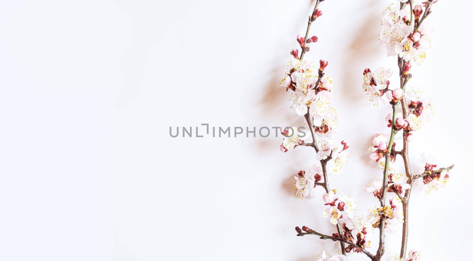 Branch with flowers on white background. Selective focus.nature
