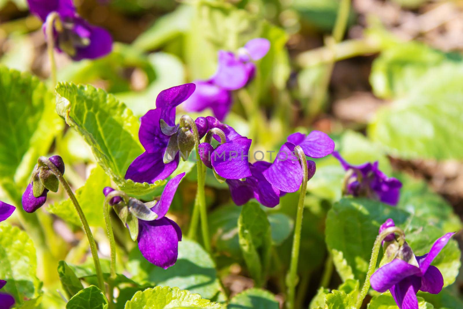 purple violet flowers in nature.selective focus. nature