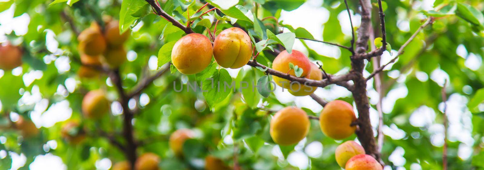 apricot on a tree in the garden. Selective focus. by mila1784