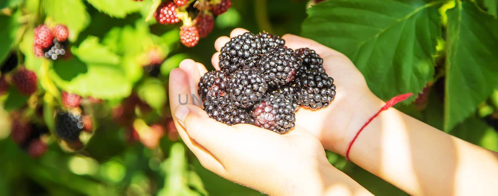 blackberry in the hands of a child on the background of nature. selective focus.food