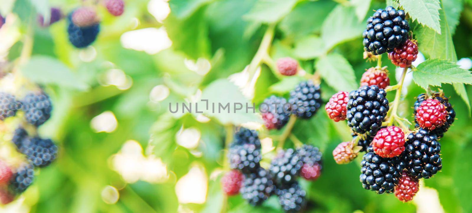 Blackberries grow in the garden. Ripe and unripe blackberries on a bush. by mila1784