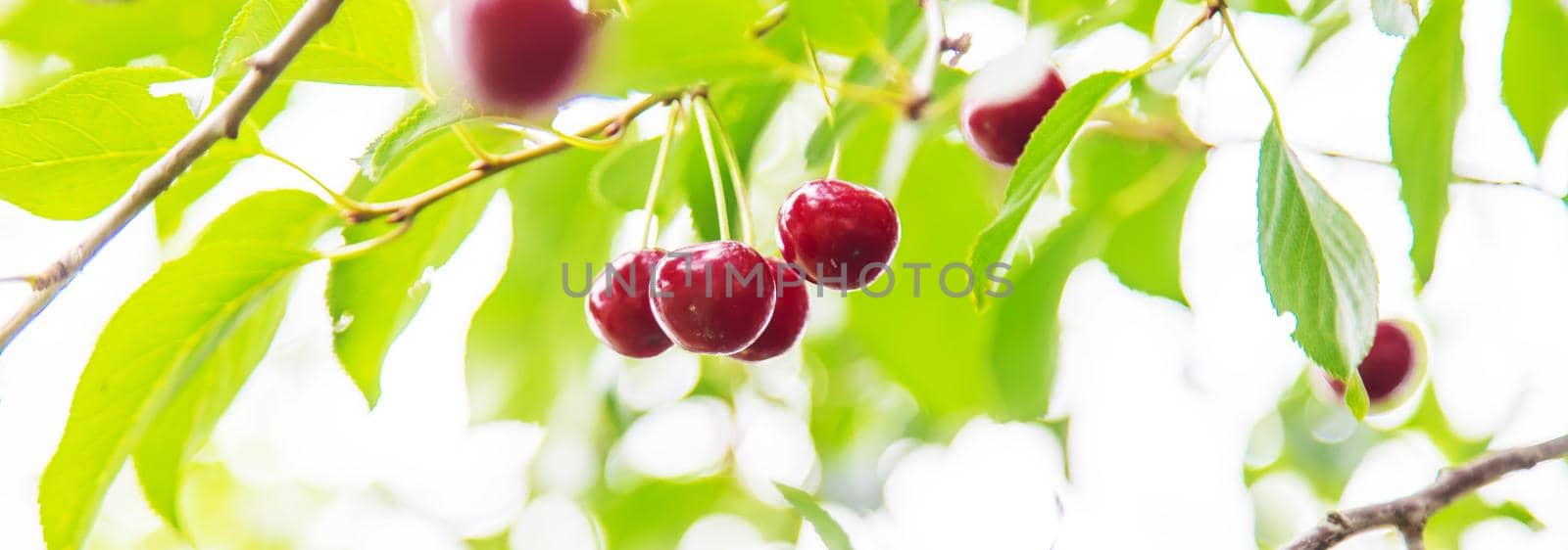 cherry on a tree in the garden. Selective focus. by mila1784